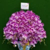 Orchids Purple Paradise