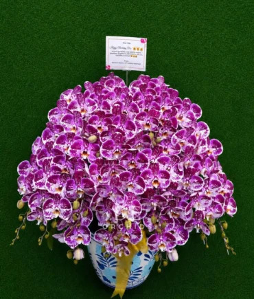 Orchids Purple Paradise