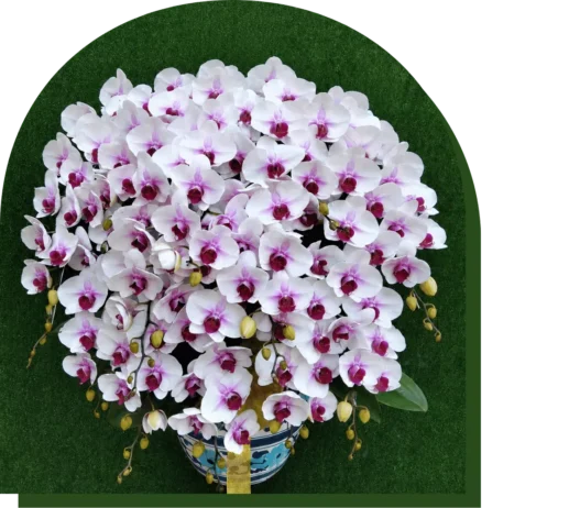 anggrek bulan dan florist jakarta