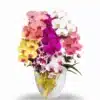 anggrek bulan mix