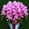 anggrek bulan pink