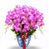 anggrek bulan pink premium