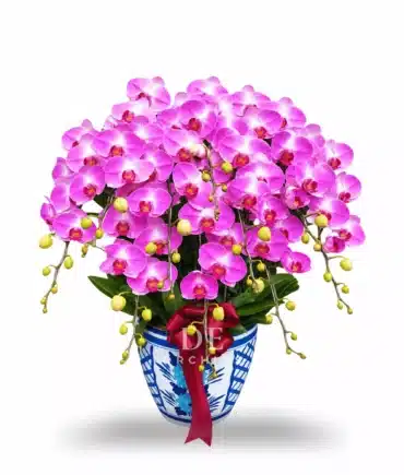 anggrek bulan pink premium