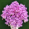 anggrek bulan pink premium