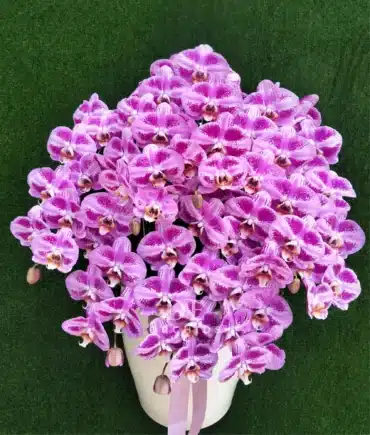 anggrek bulan pink premium