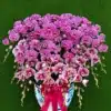 anggrek bulan pink strip