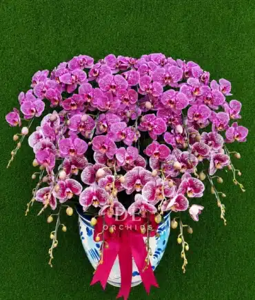 anggrek bulan pink strip