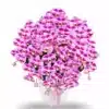 anggrek pink