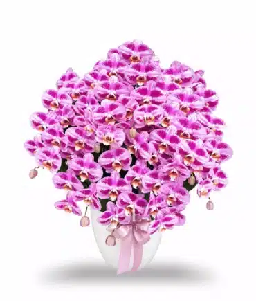 anggrek pink