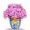 anggrek bulan pink