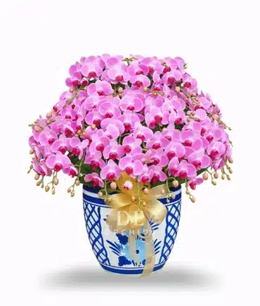 anggrek bulan pink