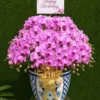 anggrek bulan pink