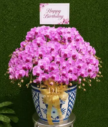 anggrek bulan pink