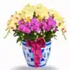 Golden Purple Harmony 8 pohon