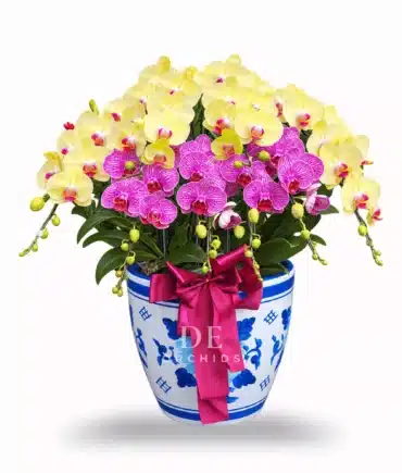 Golden Purple Harmony 8 pohon