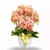 Peach Élan – Anggrek Bulan Peach Orange