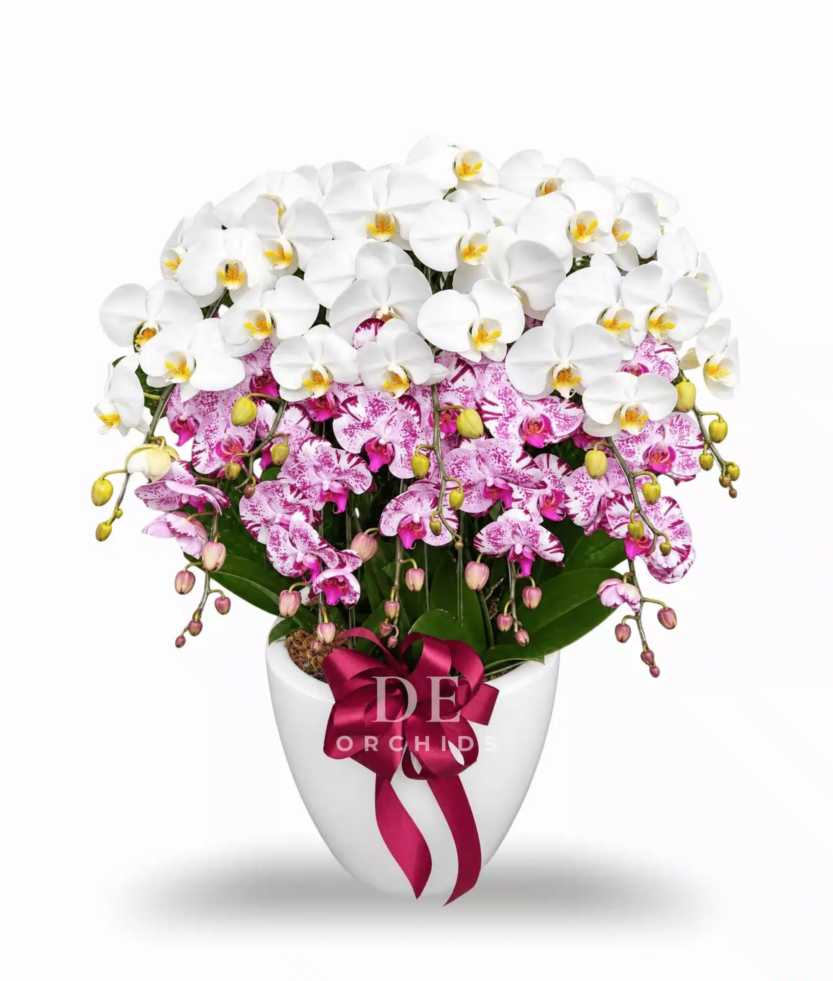 Pure Butterfly Elegance 8 Pohon