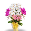 anggrek bulan 3 warna