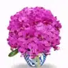 anggrek bulan fuchsia untuk hadiah