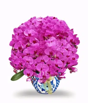 anggrek bulan fuchsia untuk hadiah