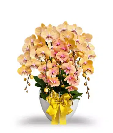anggrek bulan kuning premium