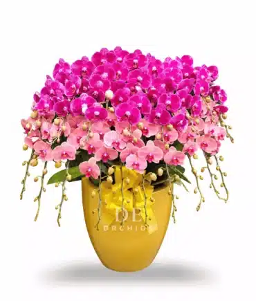 Anggrek Bulan Royal Duo 20 Pohon