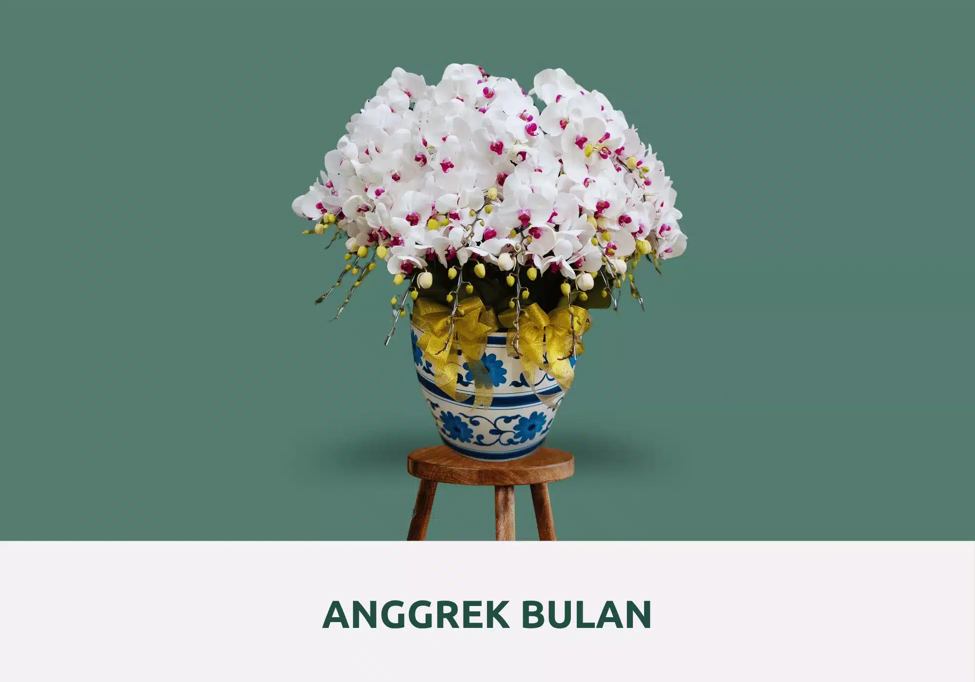 anggrek bulan putih
