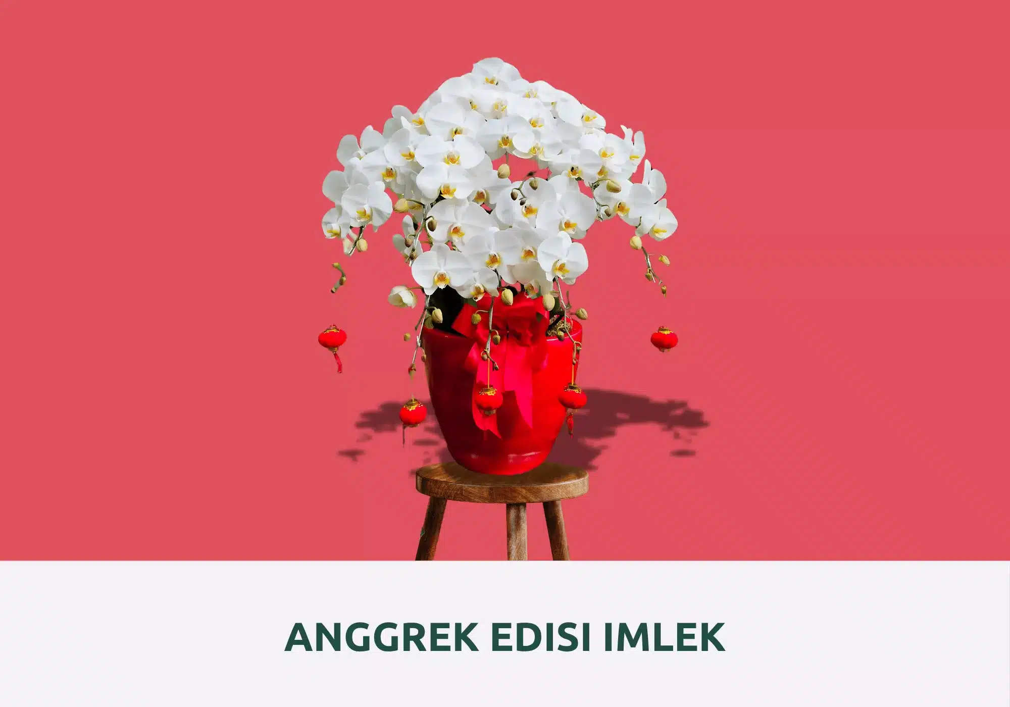 anggrek bulan imlek